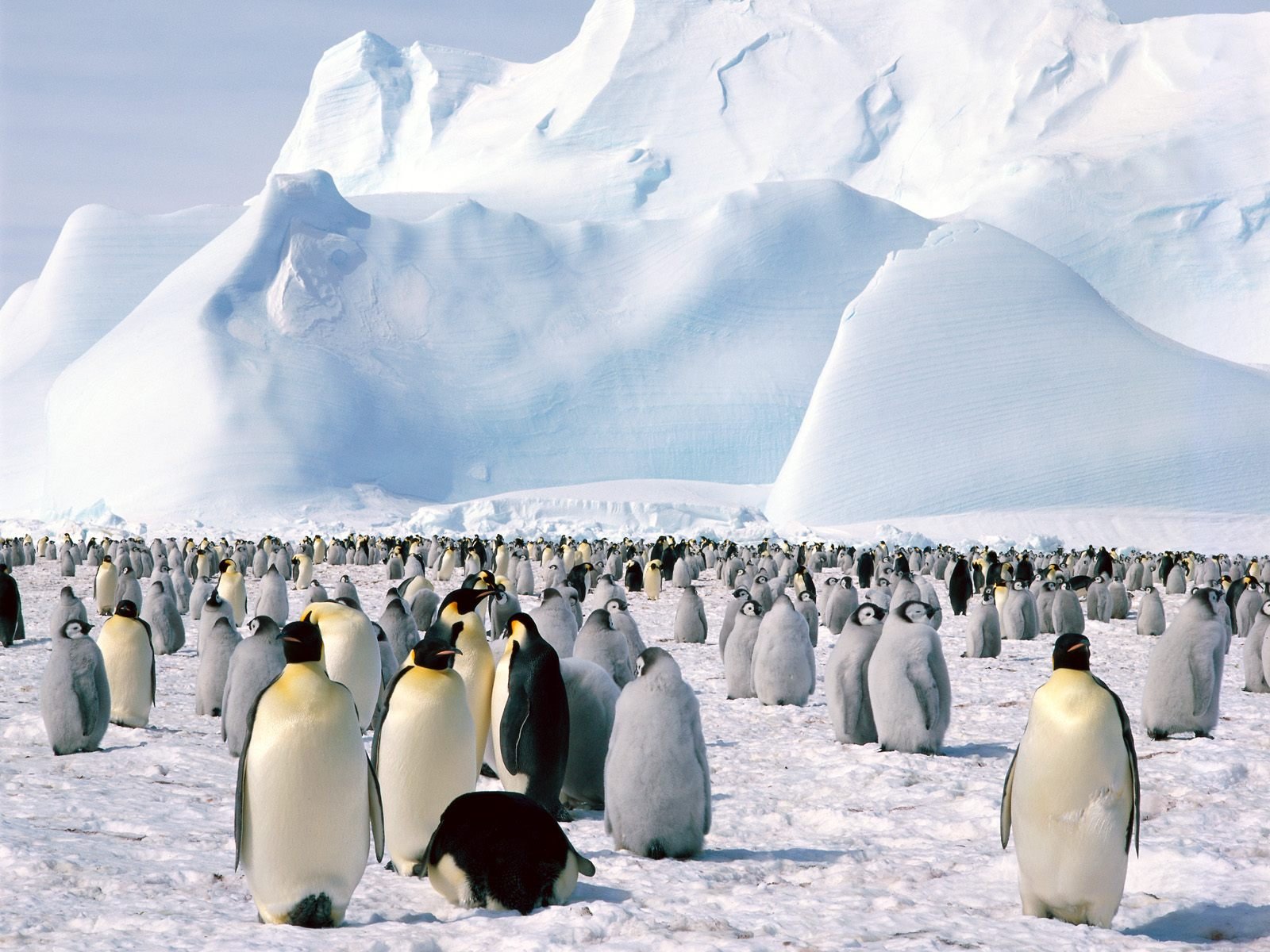 Download Animal Emperor Penguin Wallpaper