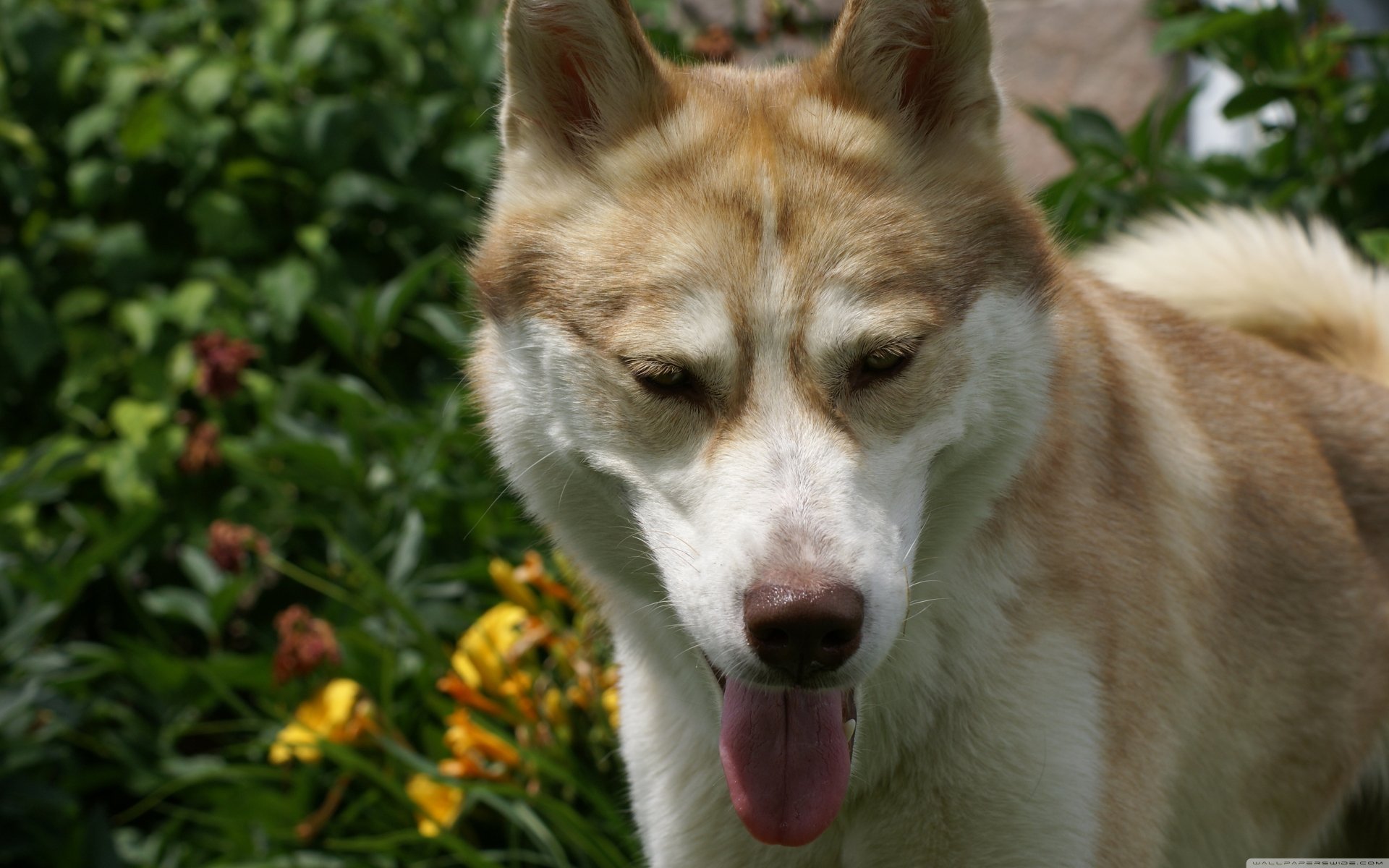 A close-up of a light brown and white husky with its tongue out, set against a vibrant garden background, captured in 4K Ultra HD for a PC desktop wallpaper.
