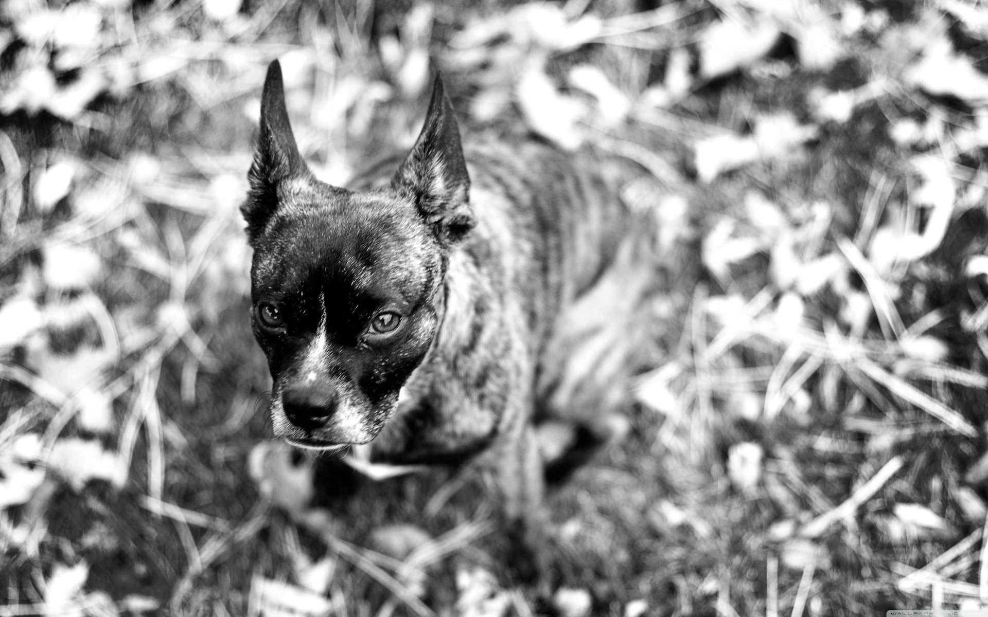 Black-and-white 4K Ultra HD PC desktop wallpaper and background: brindle dog with upright ears looks up amid grass and fallen leaves.
