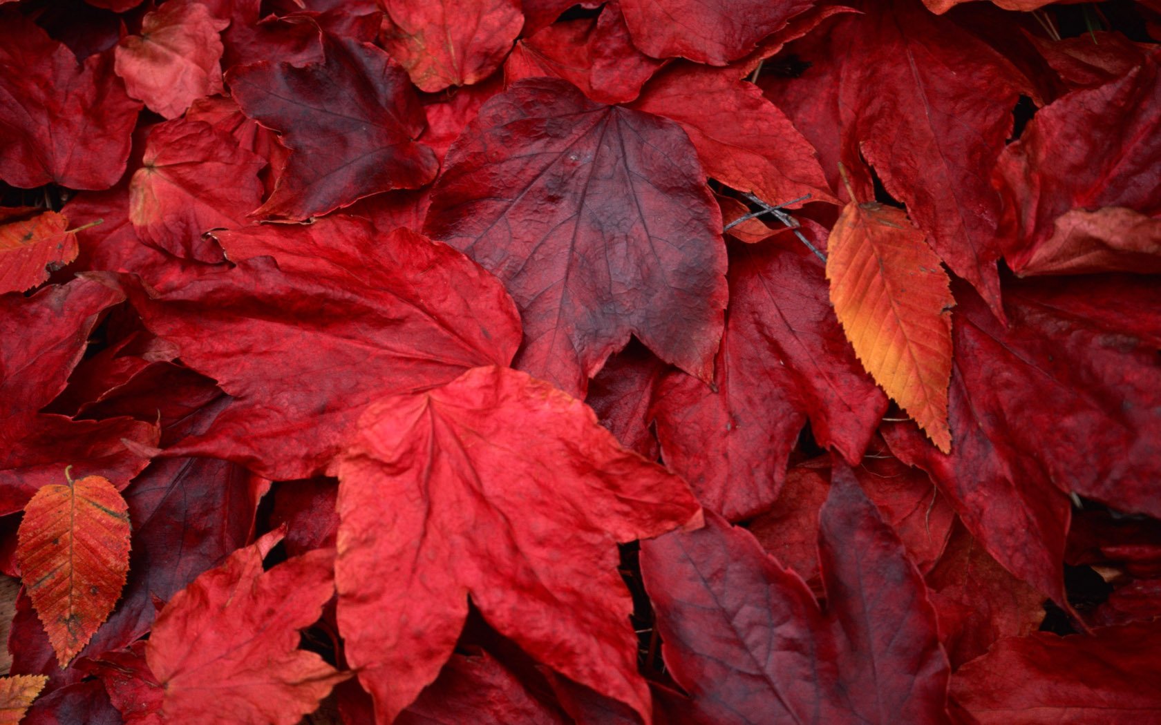 Download Nature Leaf Wallpaper