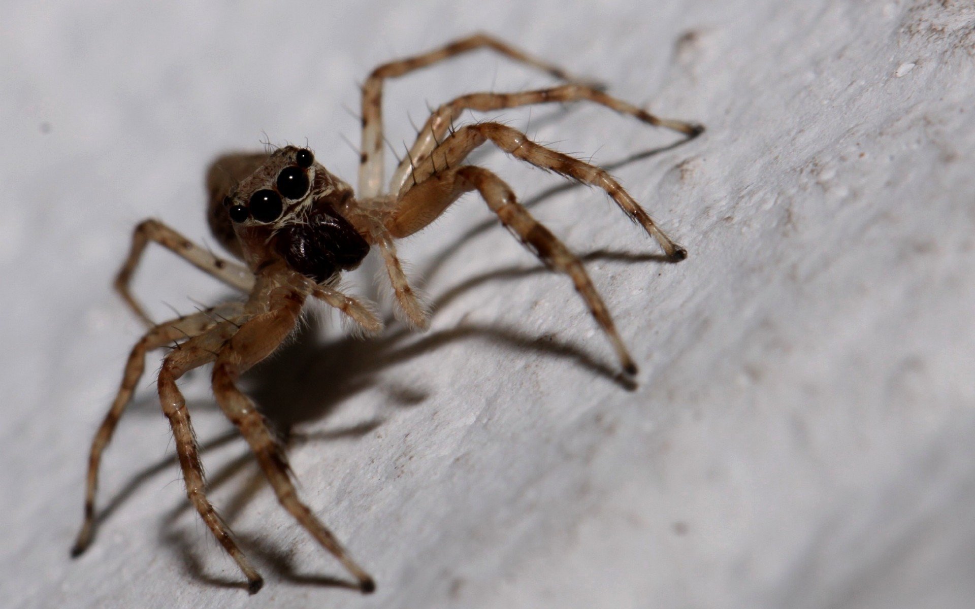 Download Jumping Spider Animal Spider HD Wallpaper