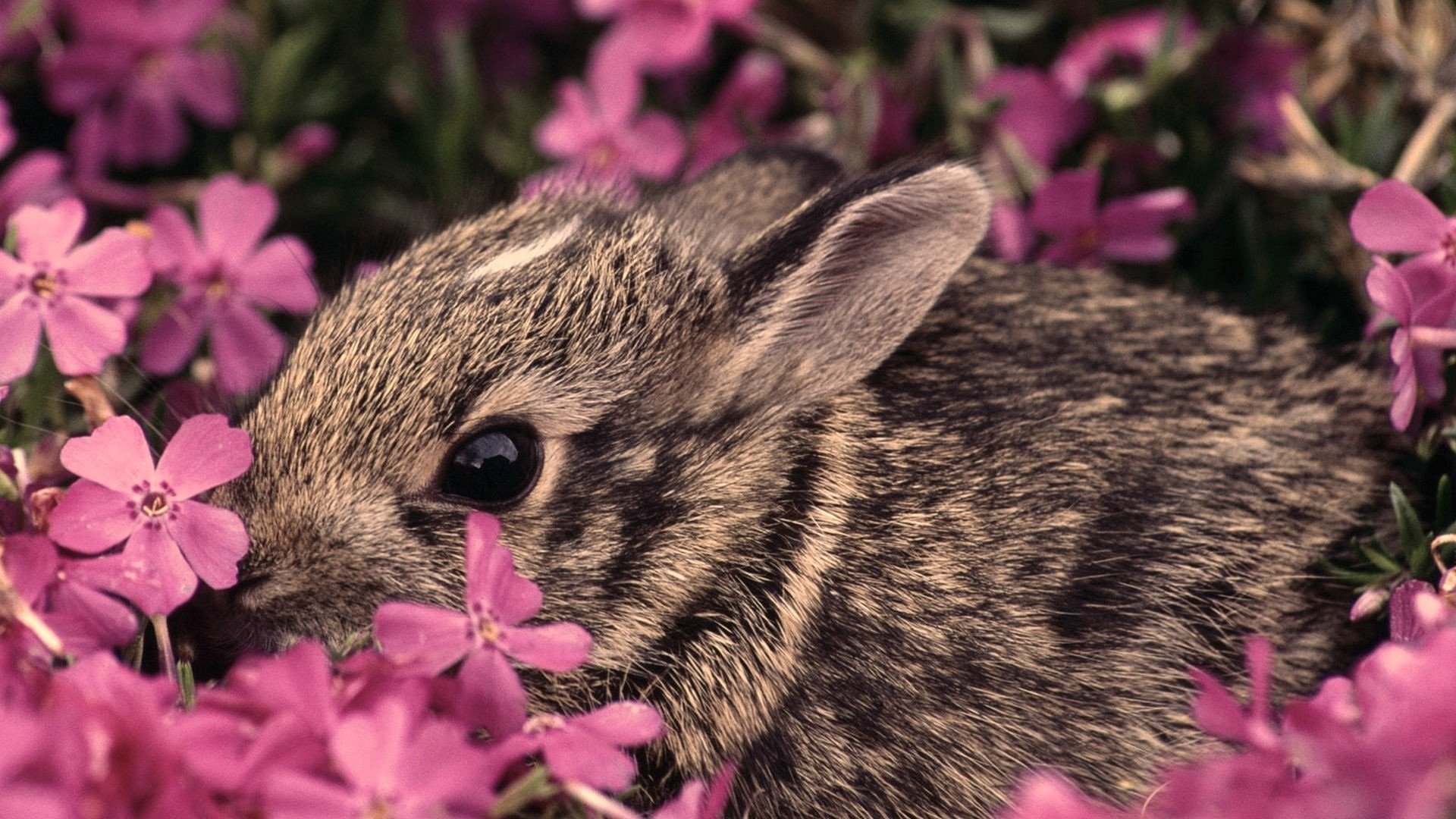 Rabbit HD Wallpaper | Background Image | 1920x1080 | ID:365413