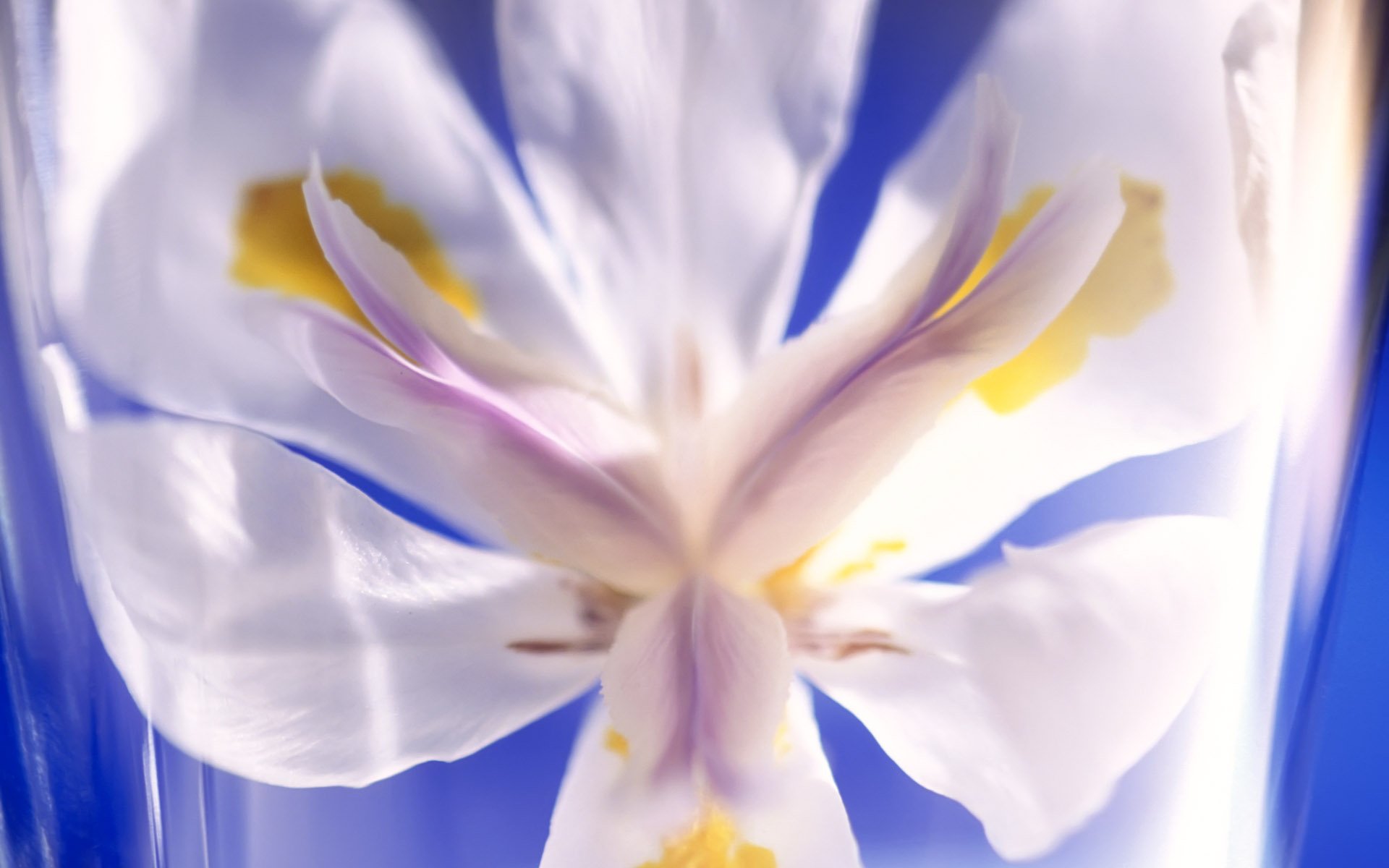 Download Nature Flower  HD Wallpaper