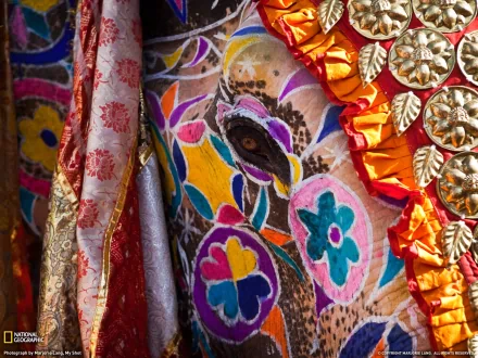 Animal Asian Elephant HD Desktop Wallpaper | Background Image