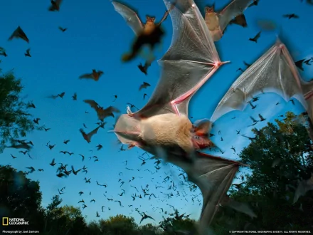 A stunning HD desktop wallpaper featuring a close-up of a bat with outstretched wings, set against a backdrop of numerous bats flying in the blue sky over a forested area.