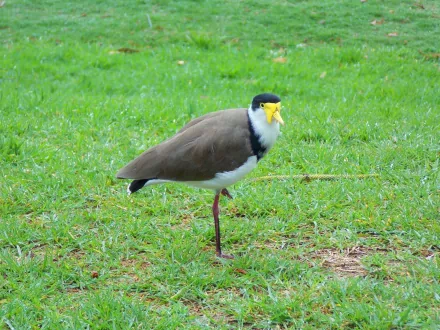  Masked lapwing, also Known as, Masked Plover and Spur-Winged Plover