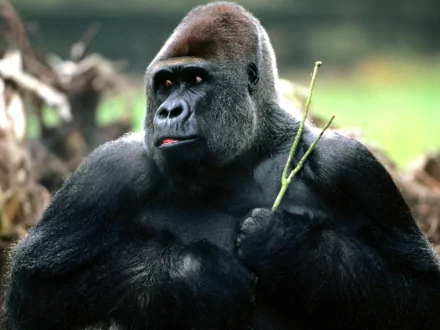 ape Animal gorilla HD Desktop Wallpaper | Background Image
