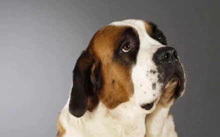 Animal St. Bernard HD Desktop Wallpaper | Background Image