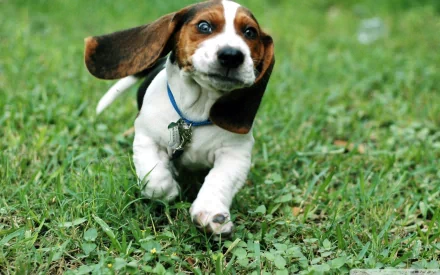 A playful basset hound puppy runs energetically across a lush green lawn, capturing the joy of a lively animal moment in this vibrant HD desktop wallpaper.