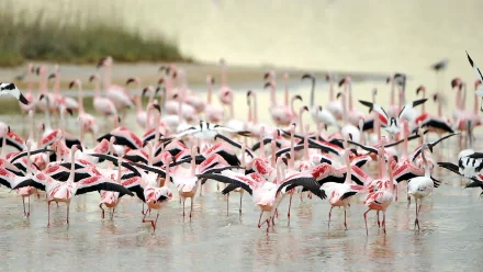 HD PC desktop wallpaper featuring a large flock of flamingos standing and wading in shallow water, showcasing their pink and black feathers in a natural setting.