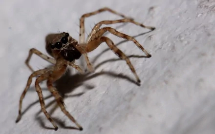 jumping spider Animal spider HD Desktop Wallpaper | Background Image