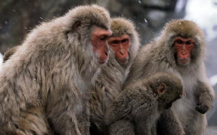Animal Japanese macaque snow monkey HD Desktop Wallpaper | Background Image
