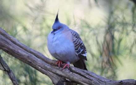 A serene HD desktop wallpaper featuring a pigeon perched on a branch, showcasing its soft blue plumage and distinctive crest against a blurred natural background.