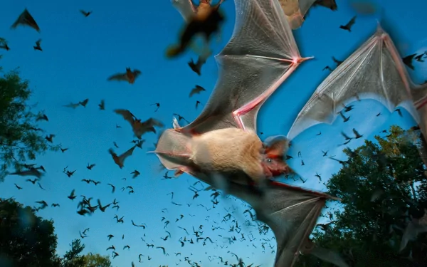 A stunning HD desktop wallpaper featuring a close-up of a bat with outstretched wings, set against a backdrop of numerous bats flying in the blue sky over a forested area.