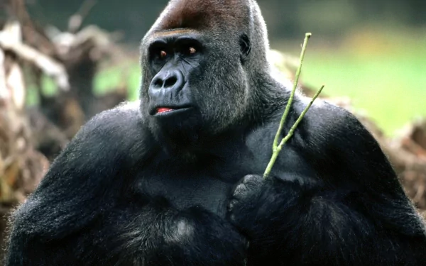 ape Animal gorilla HD Desktop Wallpaper | Background Image