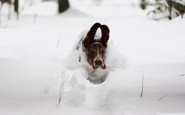 A basset hound wades through deep snow, capturing the playful spirit of winter in this HD PC desktop wallpaper. The dog's droopy ears and determined expression add charm to the scene.