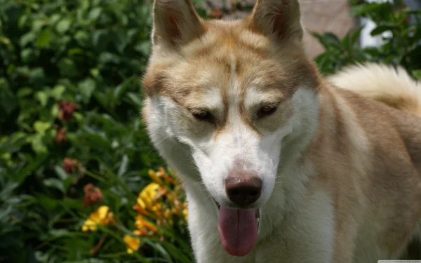 A close-up of a light brown and white husky with its tongue out, set against a vibrant garden background, captured in 4K Ultra HD for a PC desktop wallpaper.