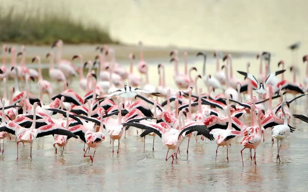 HD PC desktop wallpaper featuring a large flock of flamingos standing and wading in shallow water, showcasing their pink and black feathers in a natural setting.