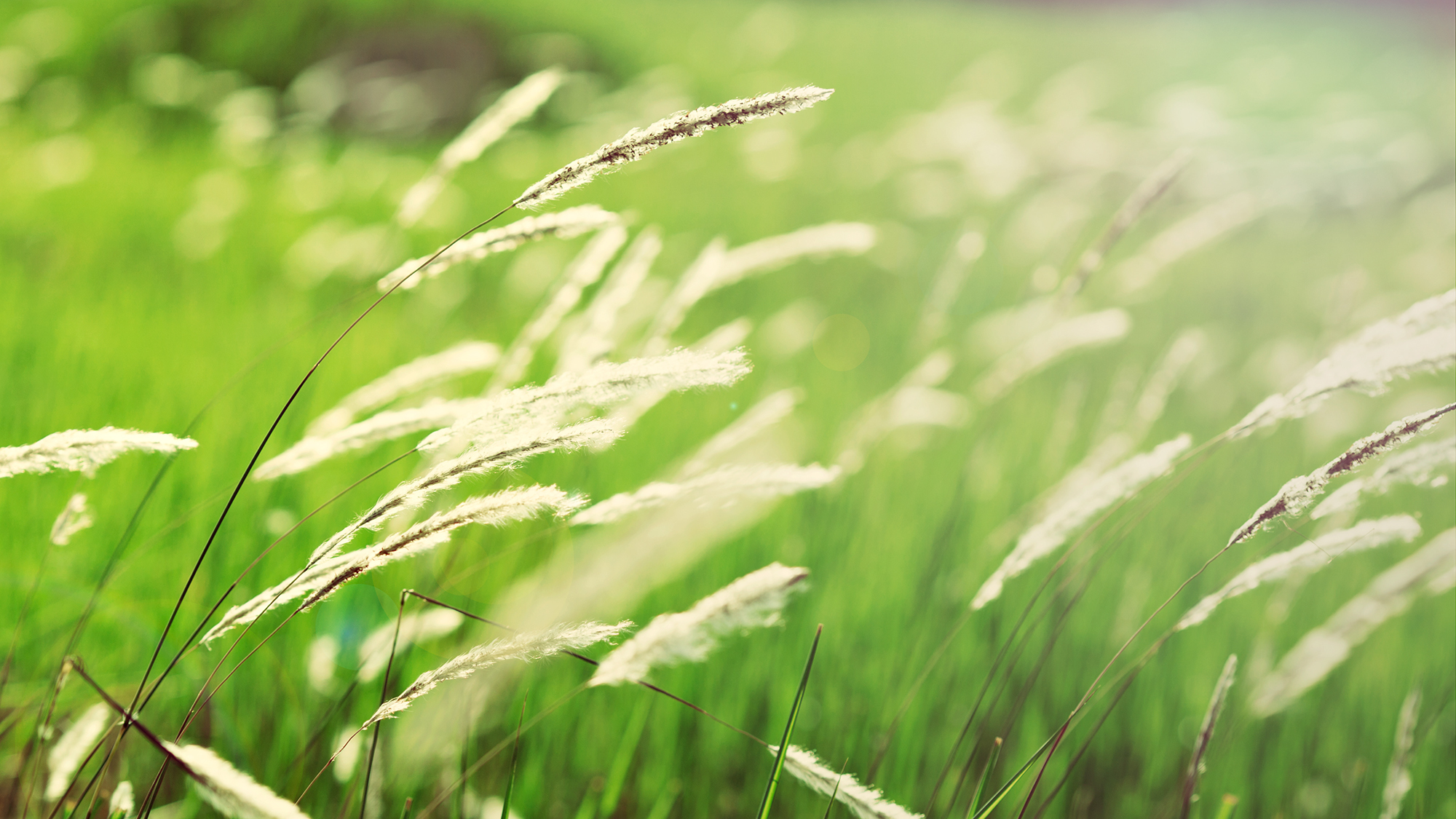 Download Nature Grass HD Wallpaper