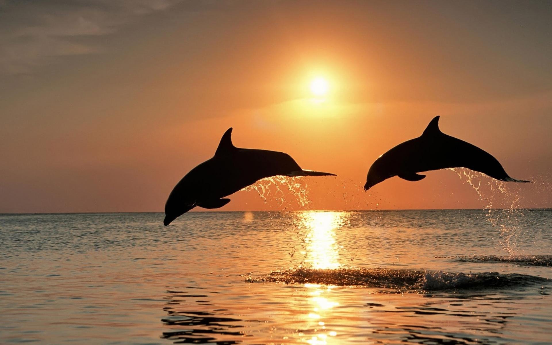 Majestic Dolphins Leap at Sunset – Stunning HD Animal Wallpaper ...