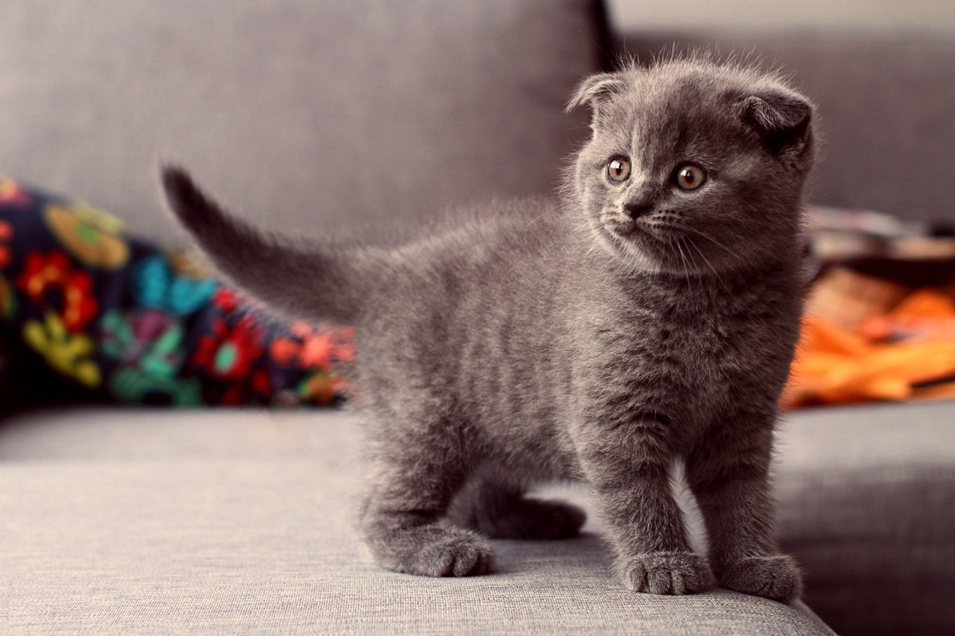 A playful gray kitten stands on a couch, its ears perked and eyes wide, surrounded by colorful cushions. This charming image makes a delightful HD desktop wallpaper.