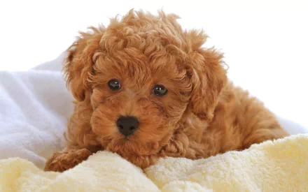 HD desktop wallpaper of a cute brown Cockapoo puppy resting on a soft blanket, showcasing the adorable animal's curly fur and expressive eyes.