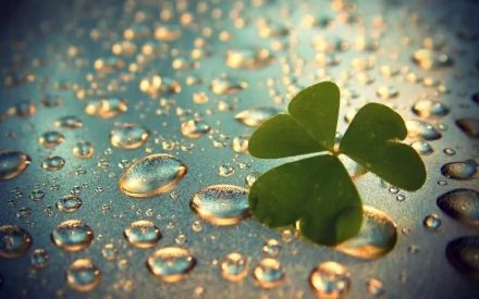 nature clover HD Desktop Wallpaper | Background Image