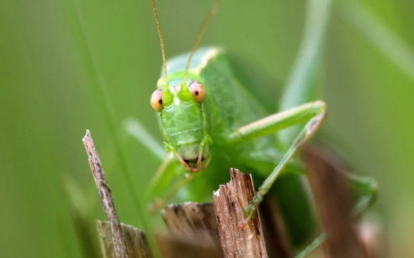 Animal grasshopper HD Desktop Wallpaper | Background Image