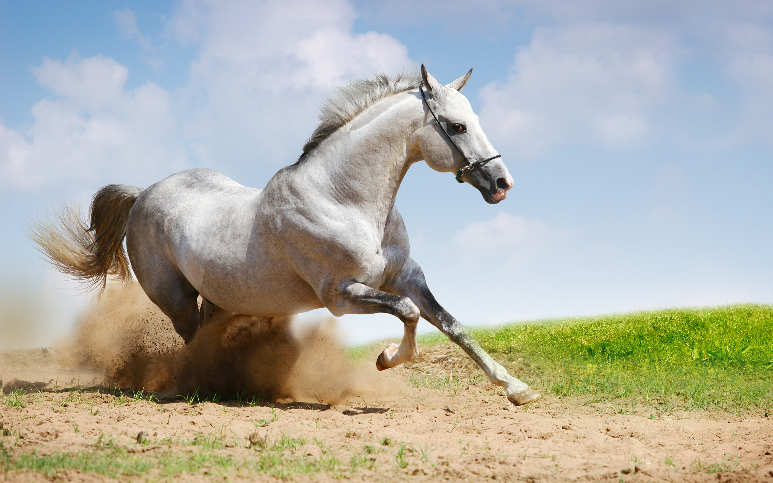 Horse HD Wallpaper | Background Image | 2560x1600