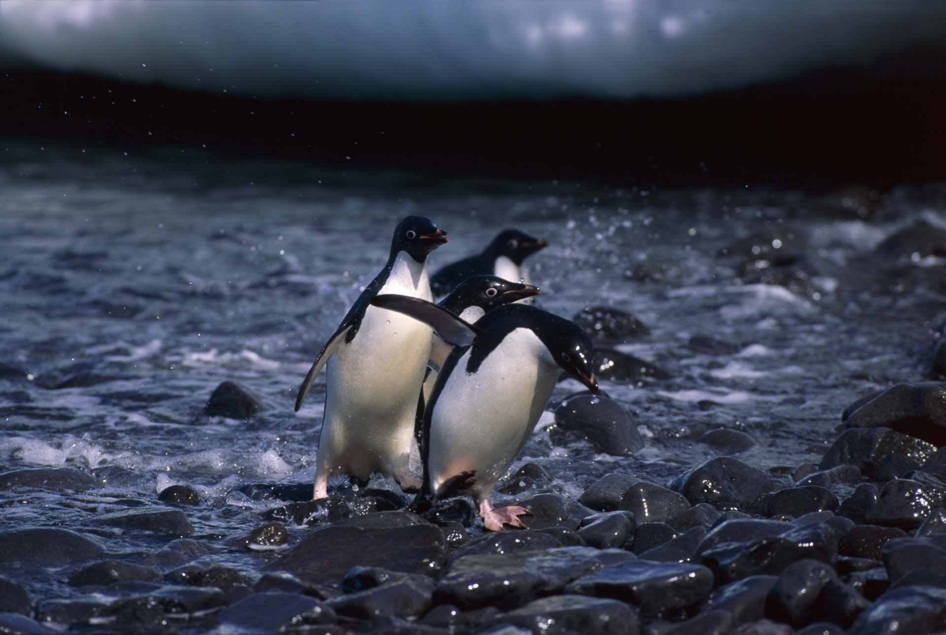 HD PC desktop wallpaper featuring three penguins standing on rocky shore under a cloudy sky, showcasing natural wildlife in a serene coastal setting.