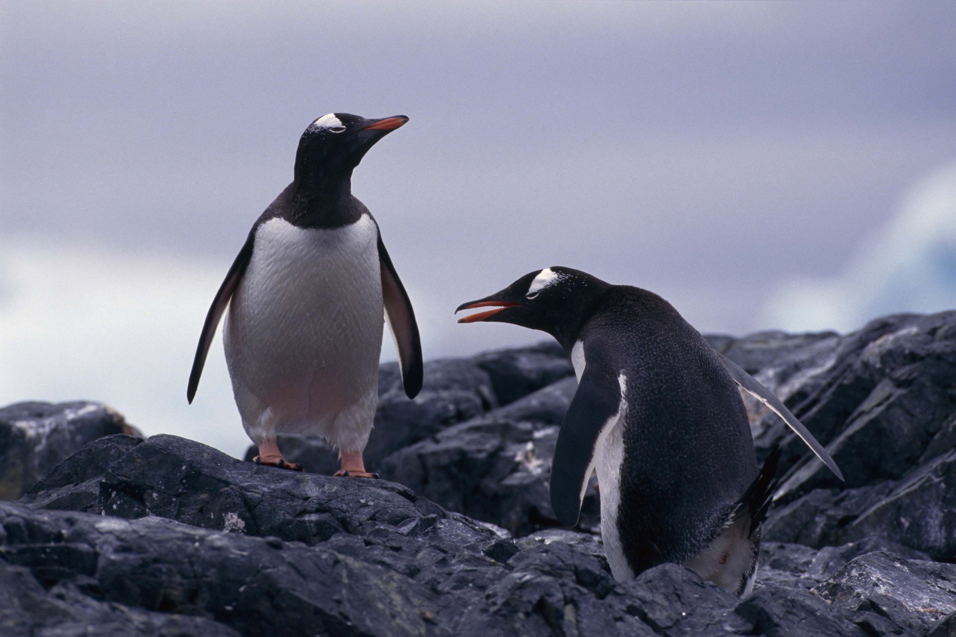 2K Quad HD PC desktop wallpaper of two penguins on a rocky shoreline, one standing and one calling against a soft, icy horizon.