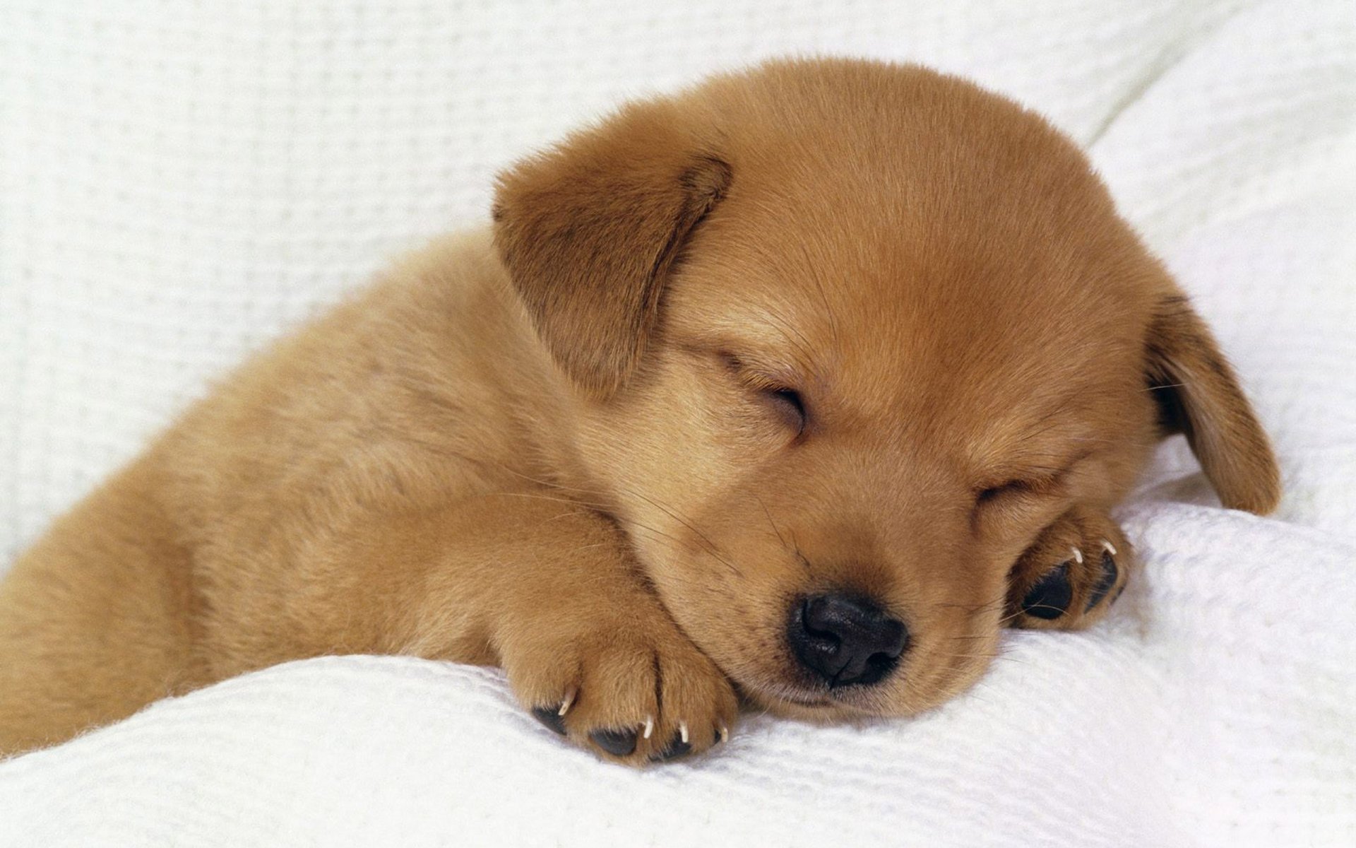 A sleeping puppy nestled on a soft surface, showcasing its adorable features and peaceful expression, makes for a charming HD desktop wallpaper and background.