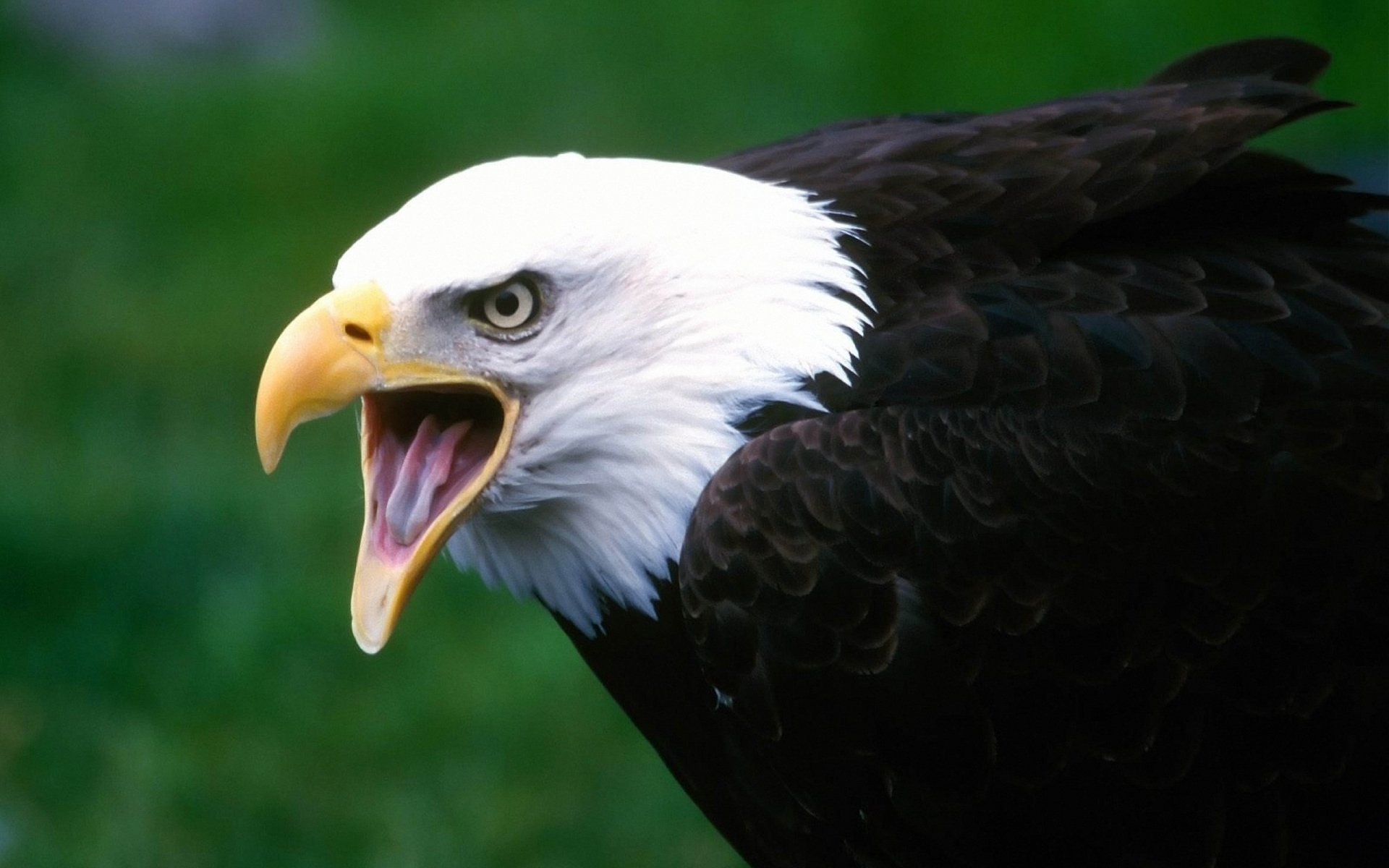 HD desktop wallpaper featuring a close-up of a bald eagle with its beak open against a blurred green background.