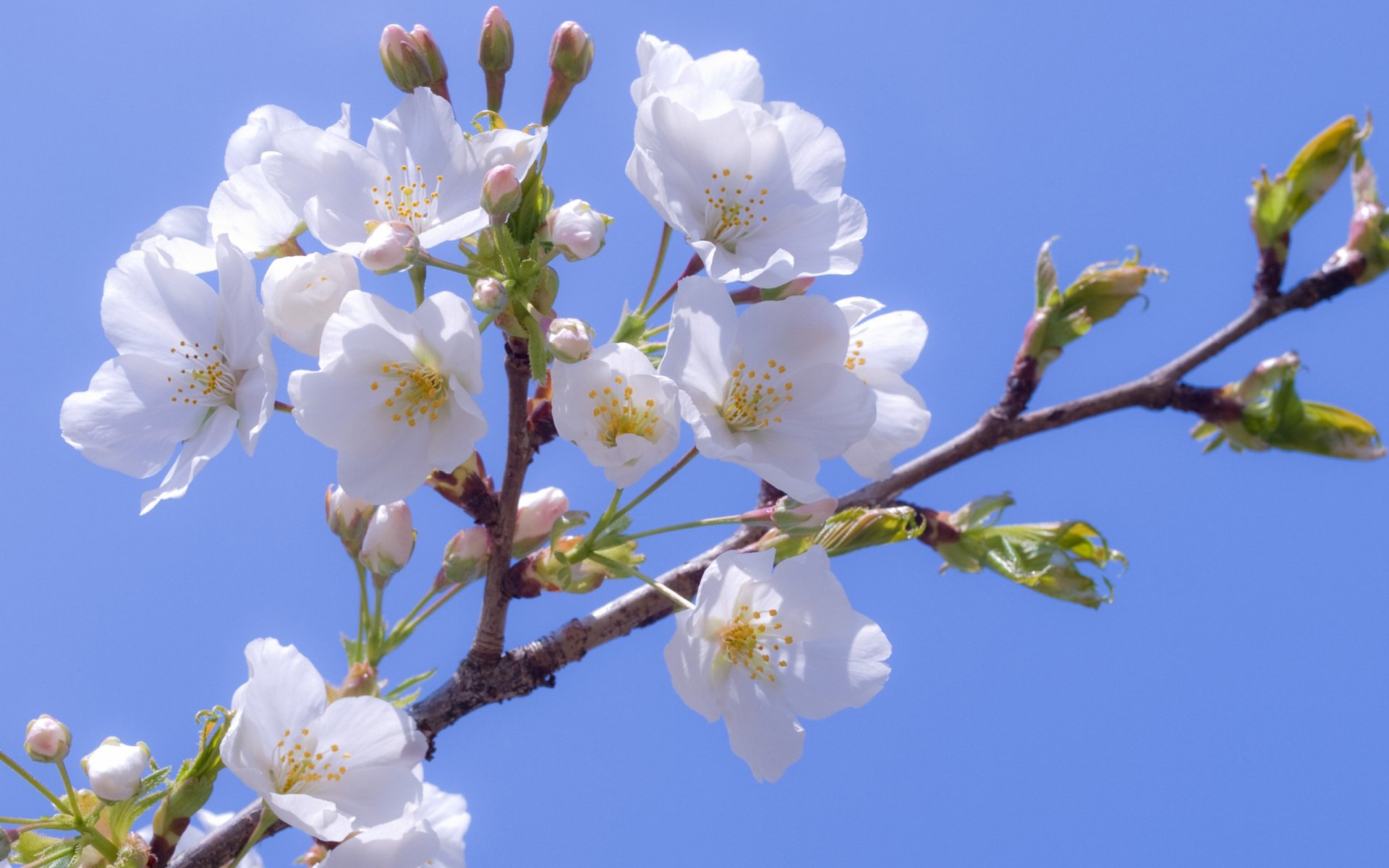 Nature Blossom HD Wallpaper