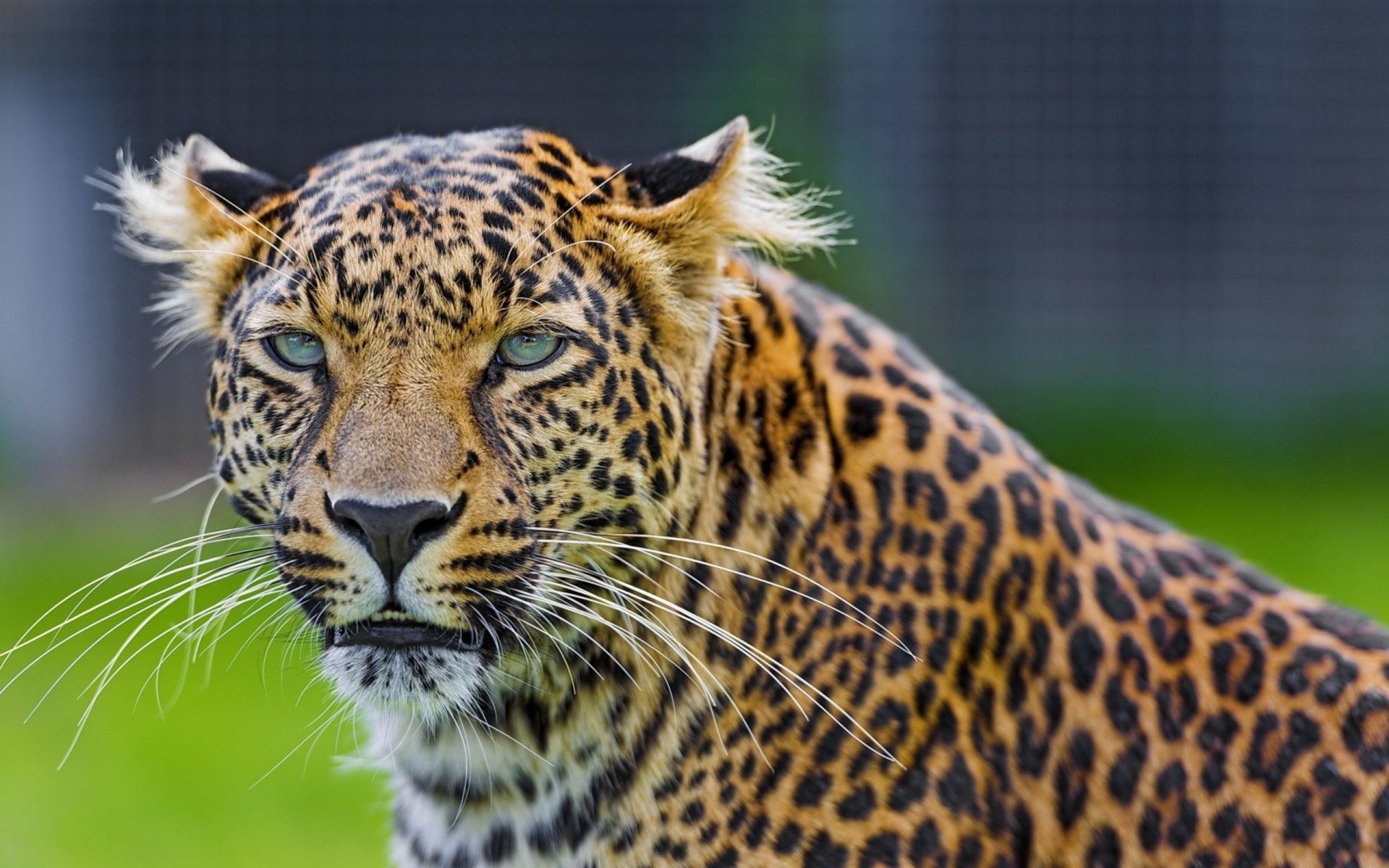 Leopard Majesty — 2K Quad HD Wallpaper, image size:1920x1200
