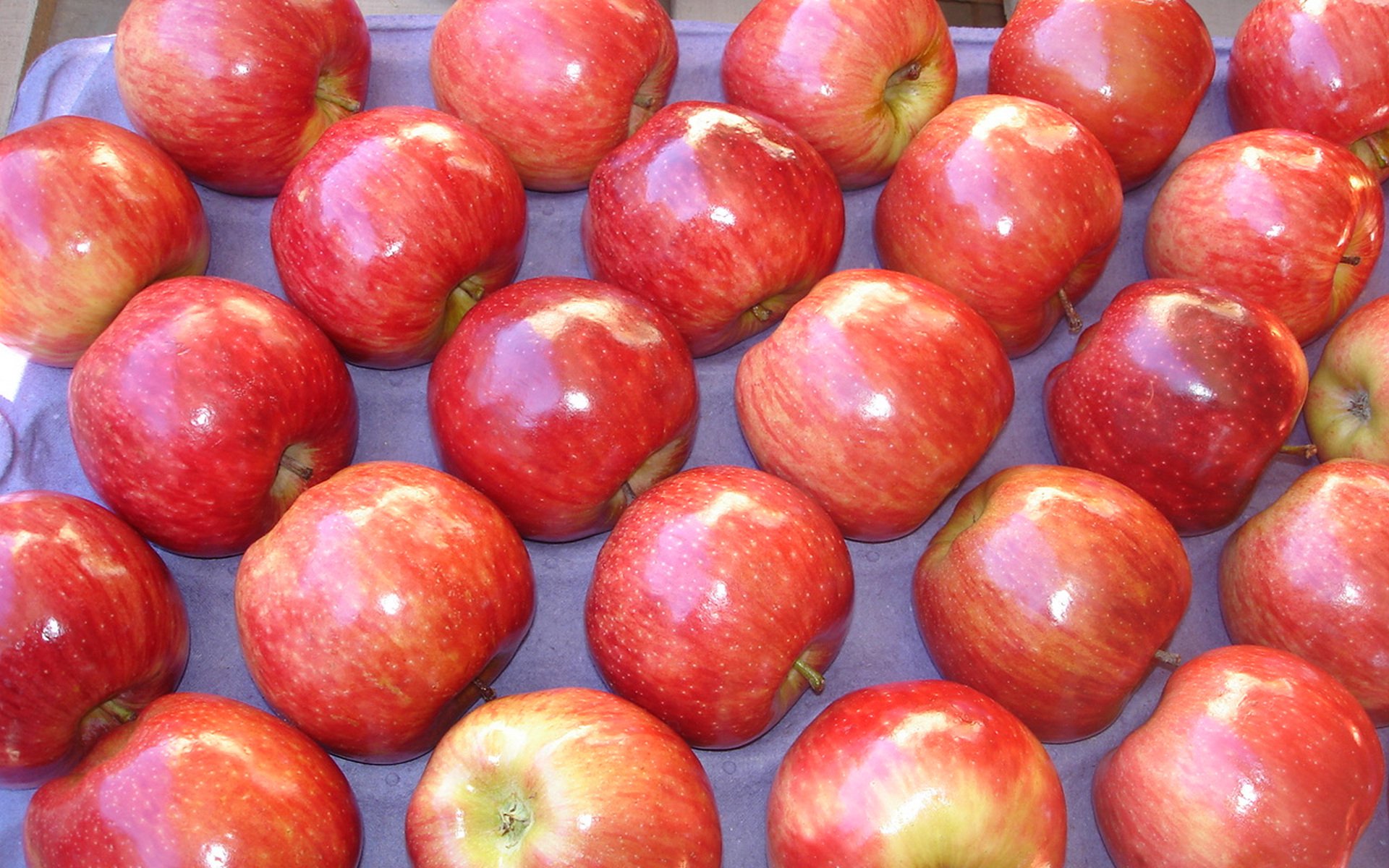 Crimson Orchard — HD Apple Wallpaper | 1920x1200 | Wallpaper Abyss