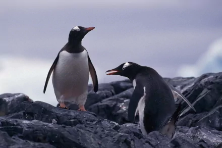 2K Quad HD PC desktop wallpaper of two penguins on a rocky shoreline, one standing and one calling against a soft, icy horizon.