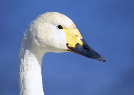 Animal Tundra swan HD Desktop Wallpaper | Background Image