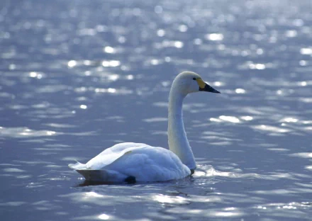 Animal Tundra swan HD Desktop Wallpaper | Background Image