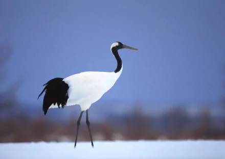bird Animal Red-crowned Crane HD Desktop Wallpaper | Background Image