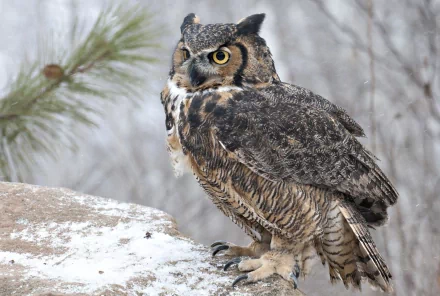 Animal great horned owl HD Desktop Wallpaper | Background Image