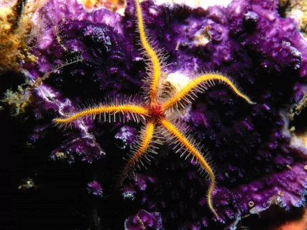 HD desktop wallpaper featuring a close-up of an orange starfish with delicate arms against a vibrant purple coral background.