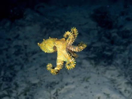  Blue-ringed Octopus