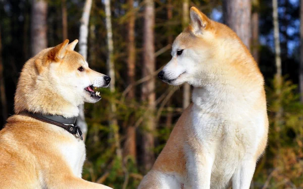 Two Shiba Inu dogs engage playfully in a sunny forest setting, captured in a vibrant HD desktop wallpaper. Tall trees form a natural backdrop, enhancing the lively atmosphere.