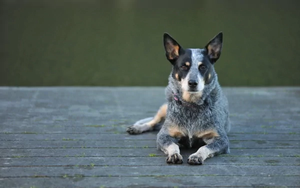 dog Animal australian cattle dog HD Desktop Wallpaper | Background Image