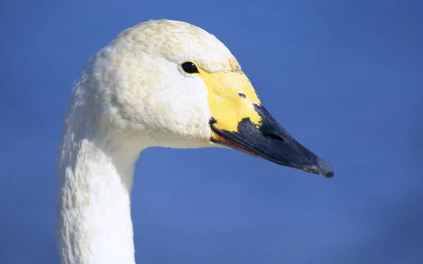 Animal Tundra swan HD Desktop Wallpaper | Background Image