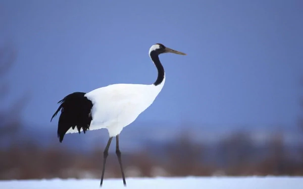 bird Animal Red-crowned Crane HD Desktop Wallpaper | Background Image