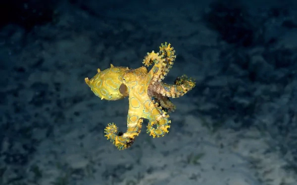 Blue-ringed Octopus
