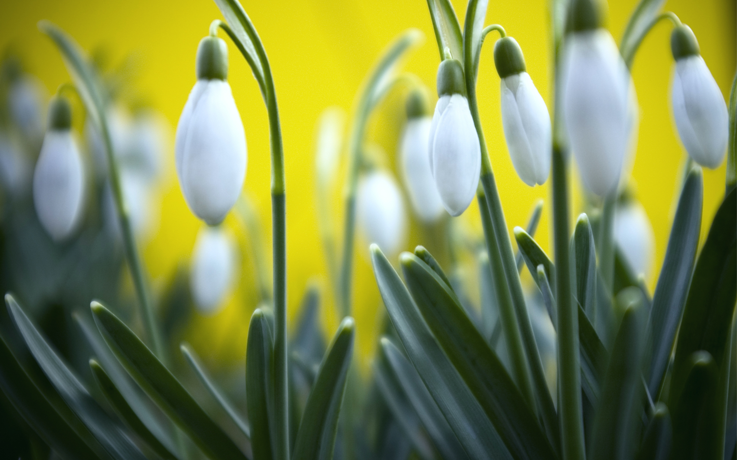 Nature Snowdrop HD Wallpaper | Background Image