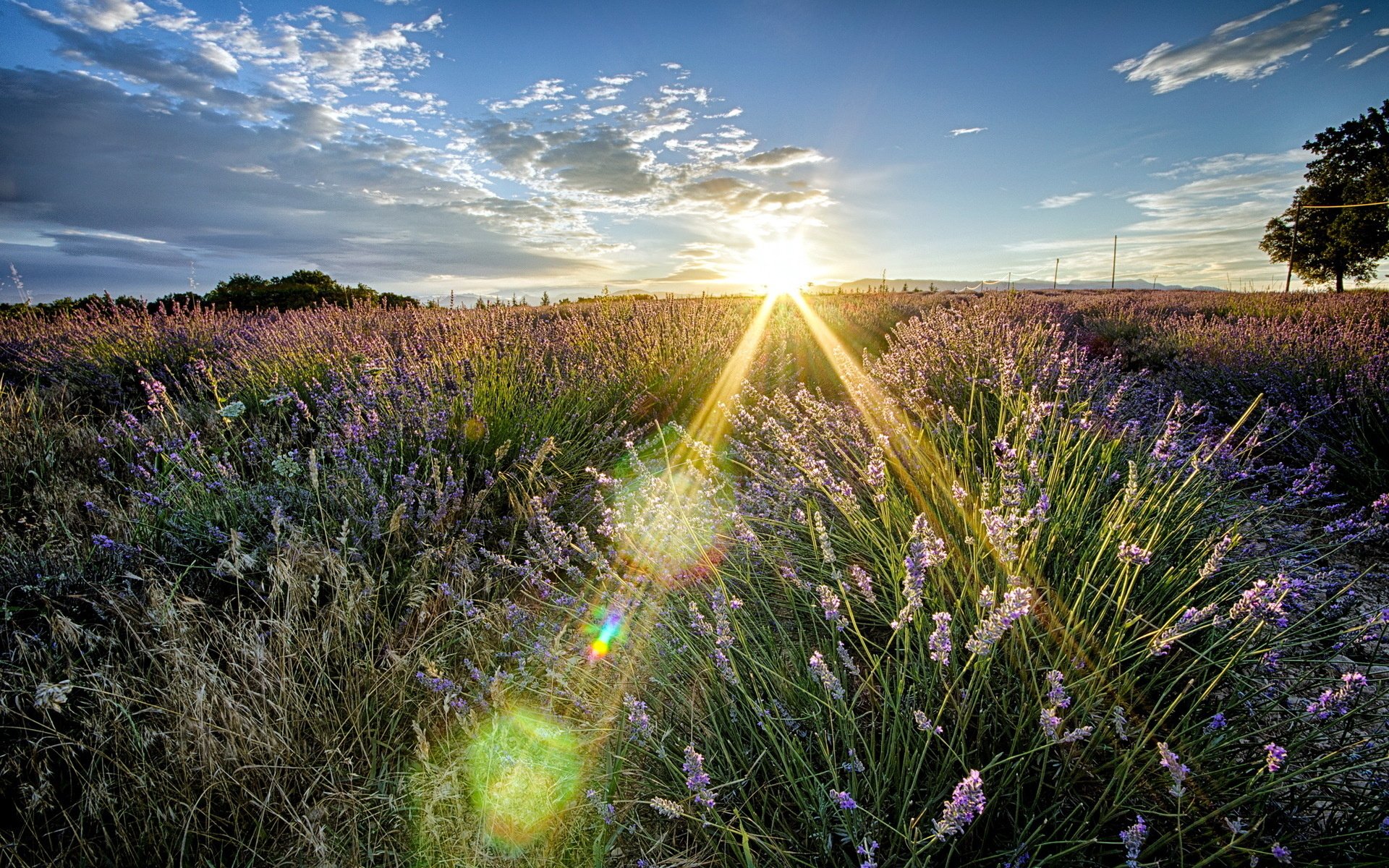 HD PC desktop wallpaper showcasing a vibrant nature scene with sunbeams streaming over a lavender field under a partly cloudy sky.